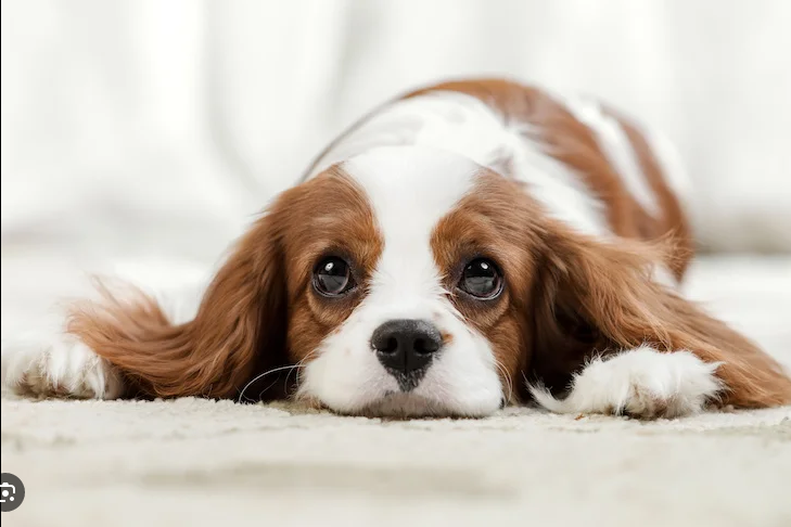 Dog Poop Pickup in St. Clair Shores, Michigan