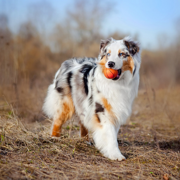 Dog Poop Pickup in St. Clair Shores, Michigan