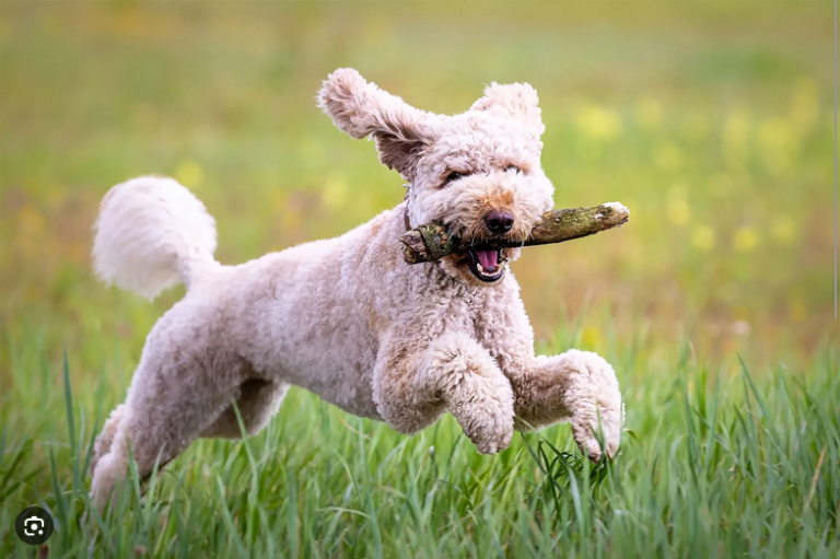 Dog Poop Pickup in St. Clair Shores, Michigan