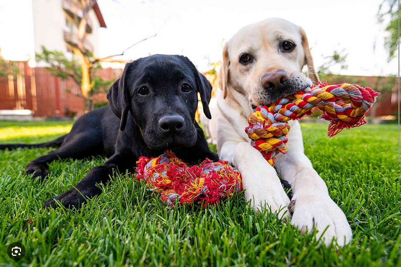 Dog Poop Pickup in St. Clair Shores, Michigan