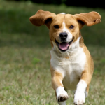 Dog Poop Pickup in St. Clair Shores, Michigan