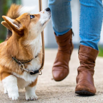 Dog Poop Pickup in St. Clair Shores, Michigan