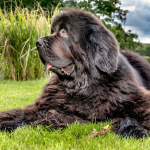 Dog Poop Pickup in St. Clair Shores, Michigan